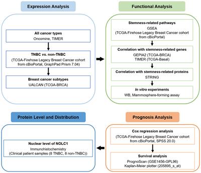 Nucleolar and Coiled-Body Phosphoprotein 1 Is Associated With Stemness and Represents a Potential Therapeutic Target in Triple-Negative Breast Cancer